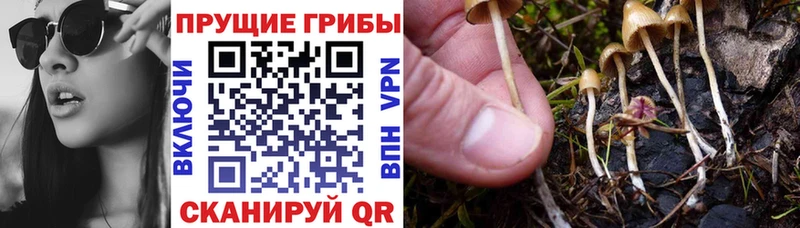 Псилоцибиновые грибы Cubensis  MEGA tor  Кашин 